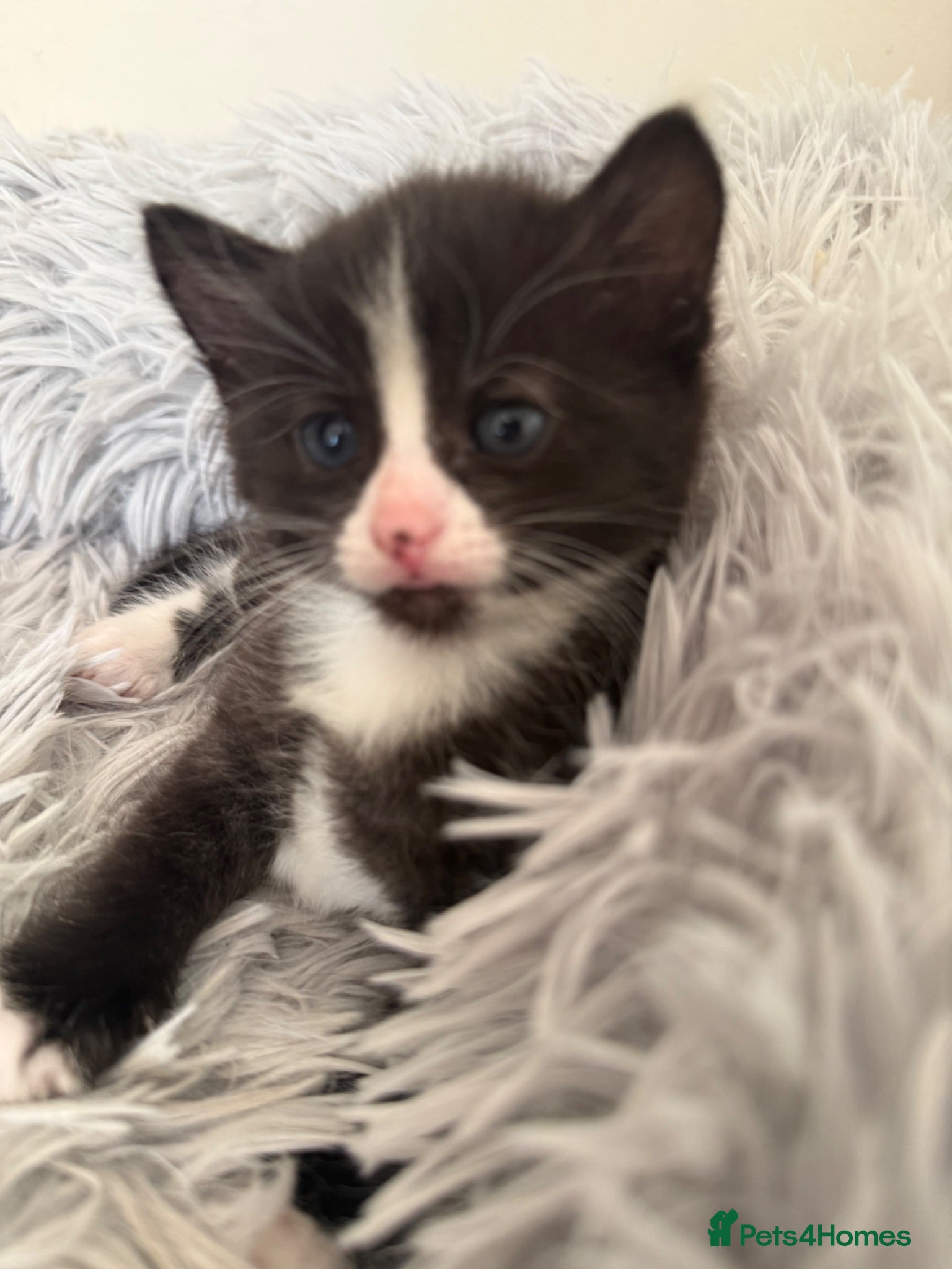 British Shorthair cats Kittens - Advert 13