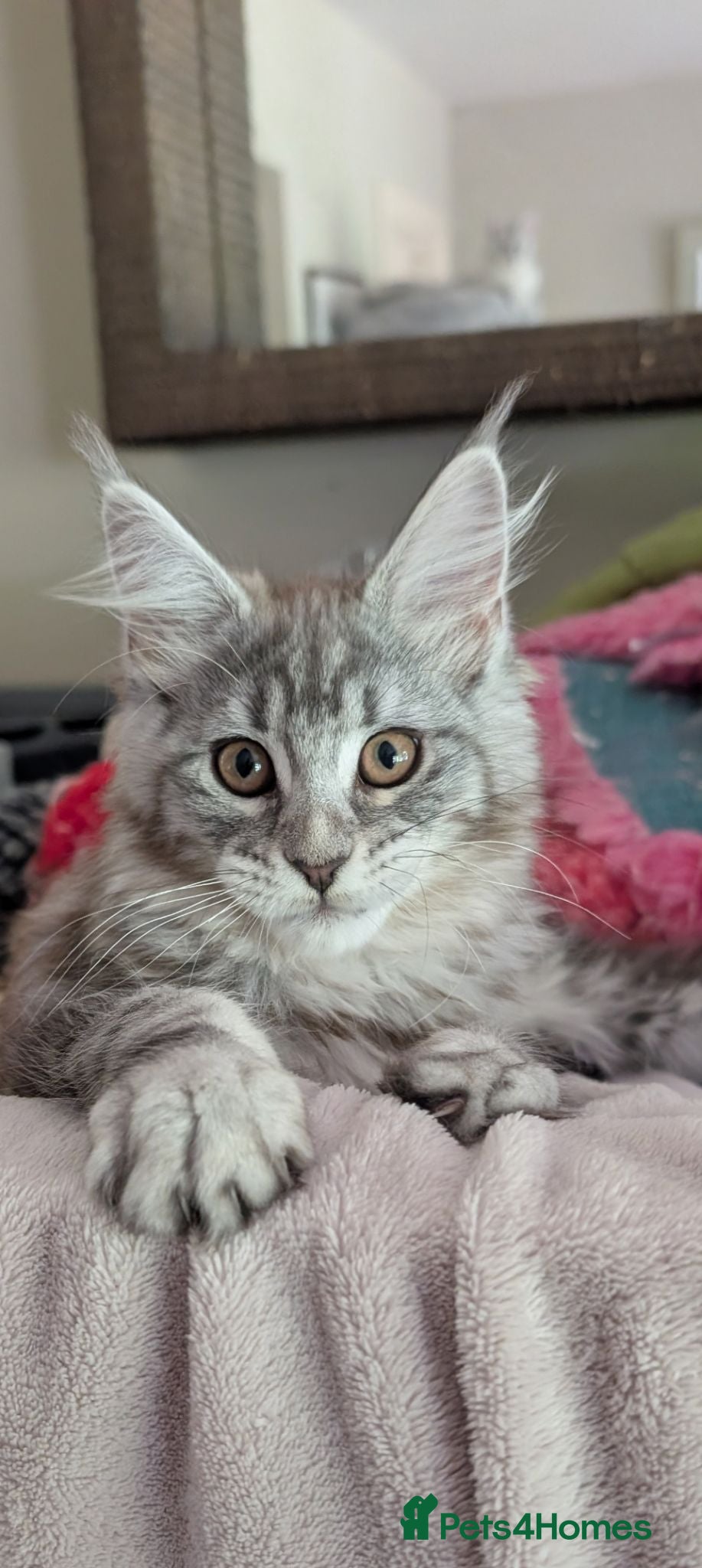 Maine Coon cats Ready now. Tica Registered Maine coon Kittens  - Advert 1