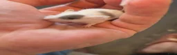 Mouse rodents for sale: beautiful mice - Advert 2