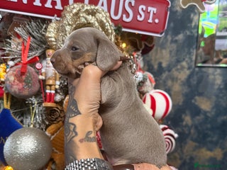 Miniature Dachshund dogs Outstanding True To Type Miniature Dachshunds - Advert 10