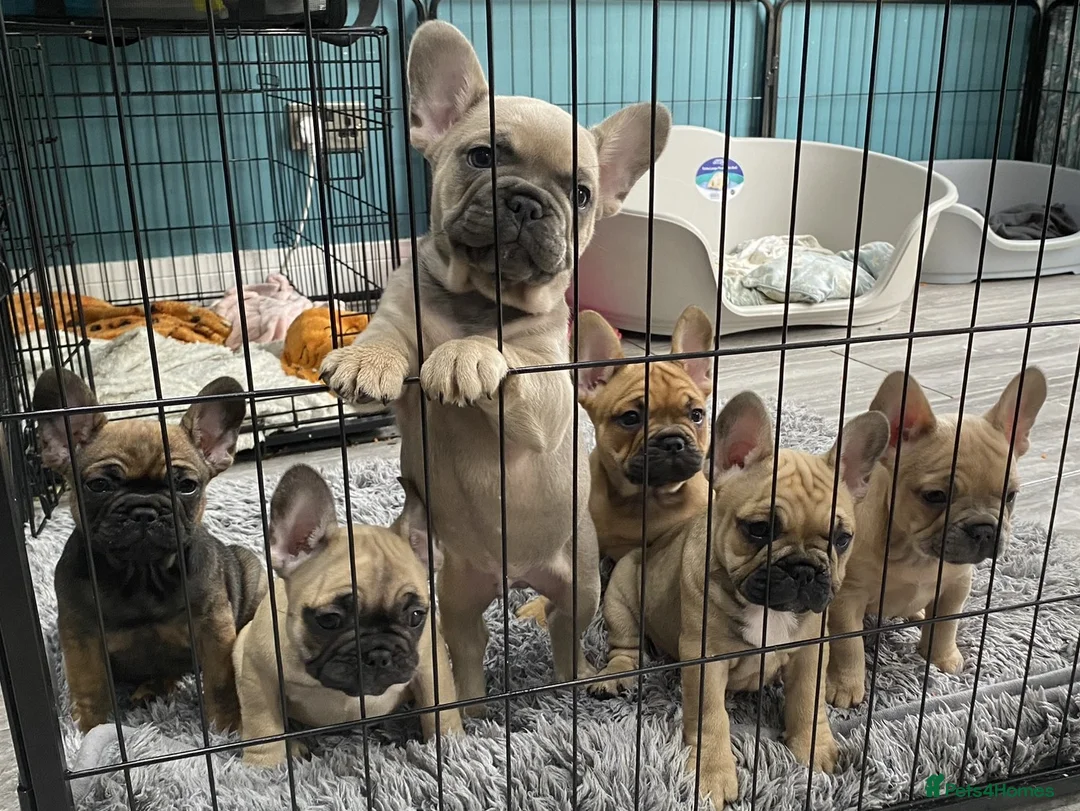 French Bulldog dogs for sale: Stunning KC Registered French Bulldogs-READY NOW! - Advert 2