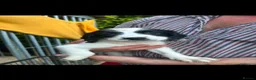 English Springer Spaniel dogs for sale: Kc springer spaniels  - Advert 3