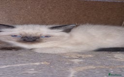 Ragdoll cats for sale: Beautiful pure breed ragdoll kittens  - Image 3