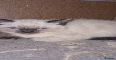 Ragdoll cats - Advert 4