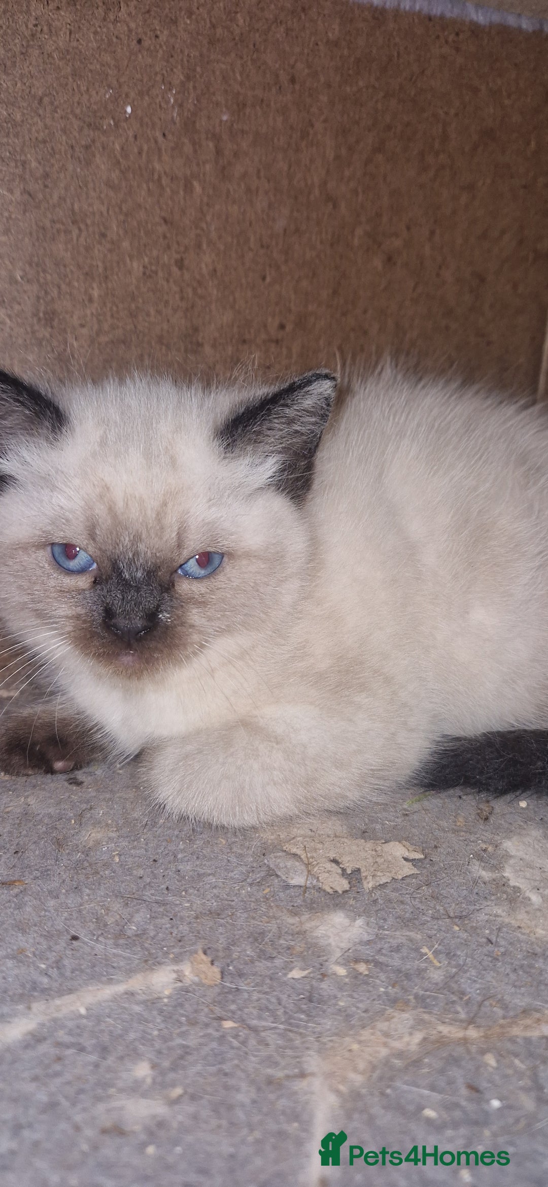 Ragdoll cats for sale: Beautiful pure breed ragdoll kittens  - Image 3