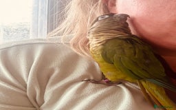 Conures birds for sale: Peanut the Green Cheek conure - Advert 3