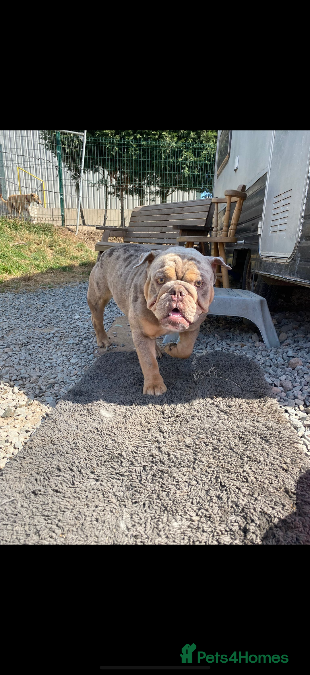 English Bulldog dogs for sale: Beautiful male bulldog - Advert 3