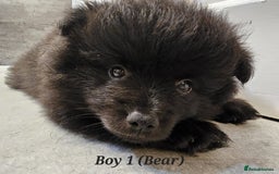 Pomeranian dogs for sale: 3 Pure XS Pomeranian, Boys Bear&Milo. Girl Ebony - Image 5