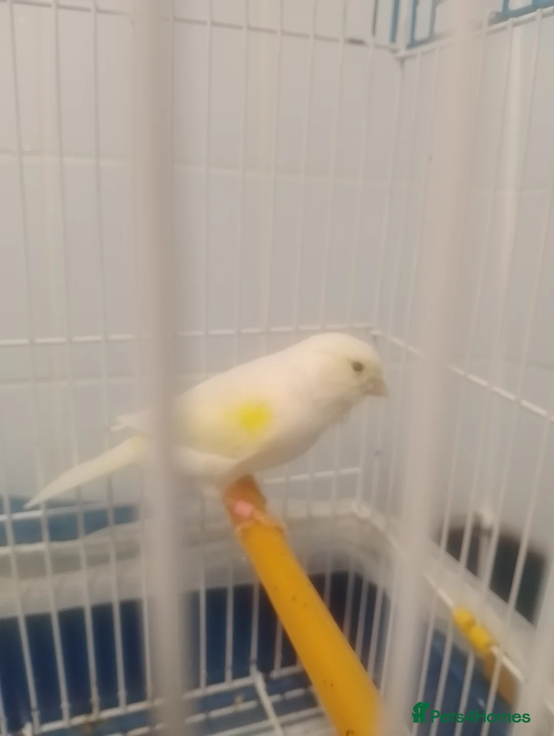 Canaries birds for sale: Canaries for sale  - Advert 10