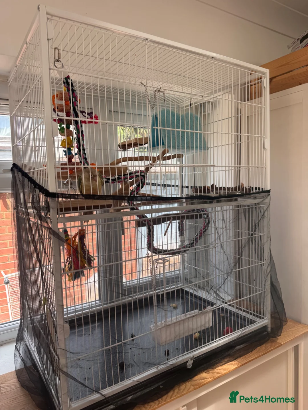 Conures birds for sale: Hand reared conure for sale in Enfield - Advert 3