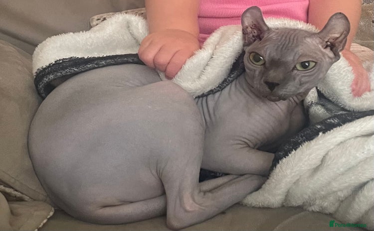 Sphynx cats Beautiful blue litter of Sphynx kittens - Advert 12