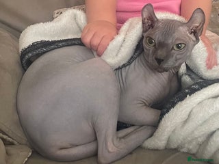 Sphynx cats for sale: Beautiful blue litter of Sphynx kittens - Advert 1