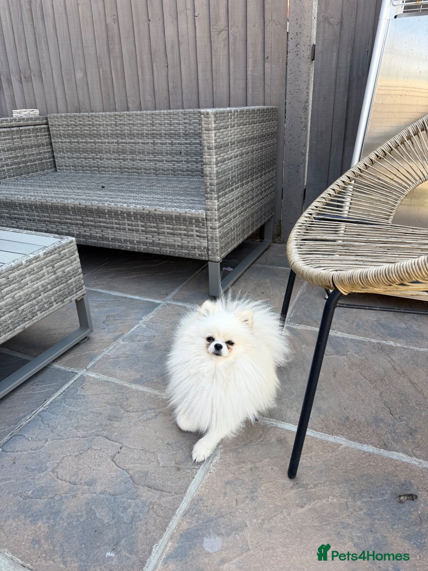 Pomeranian dogs KOREAN POMERANIAN looking for her forever home. - Advert 3