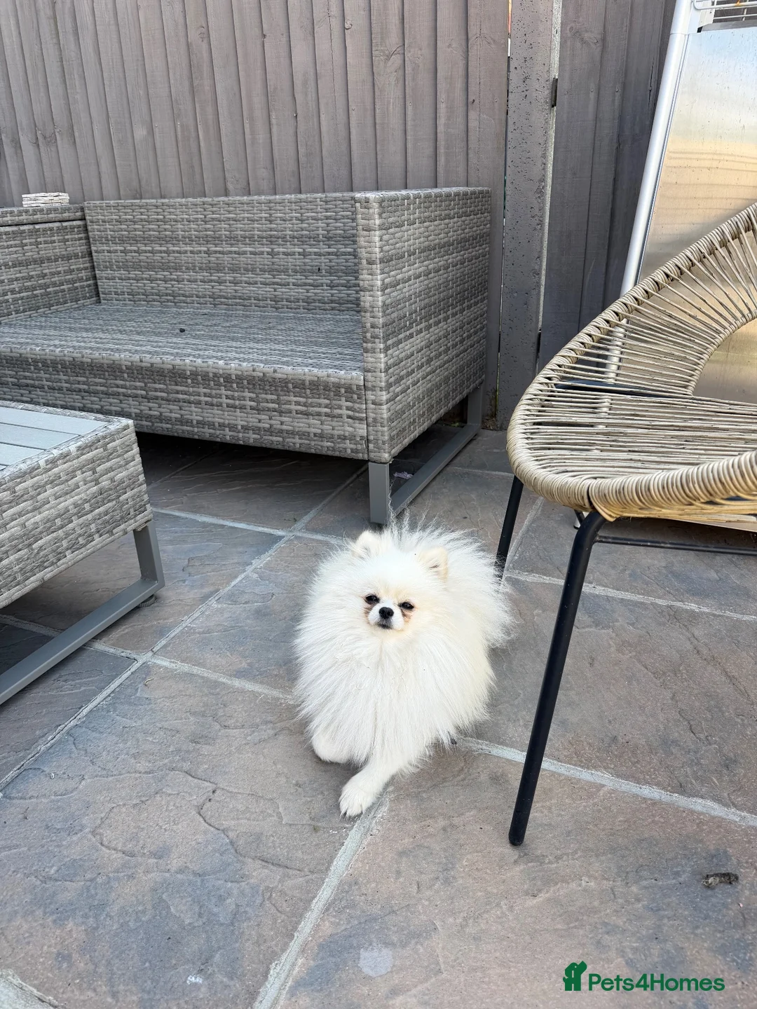 Pomeranian dogs for sale: KOREAN POMERANIAN looking for her forever home. - Advert 1