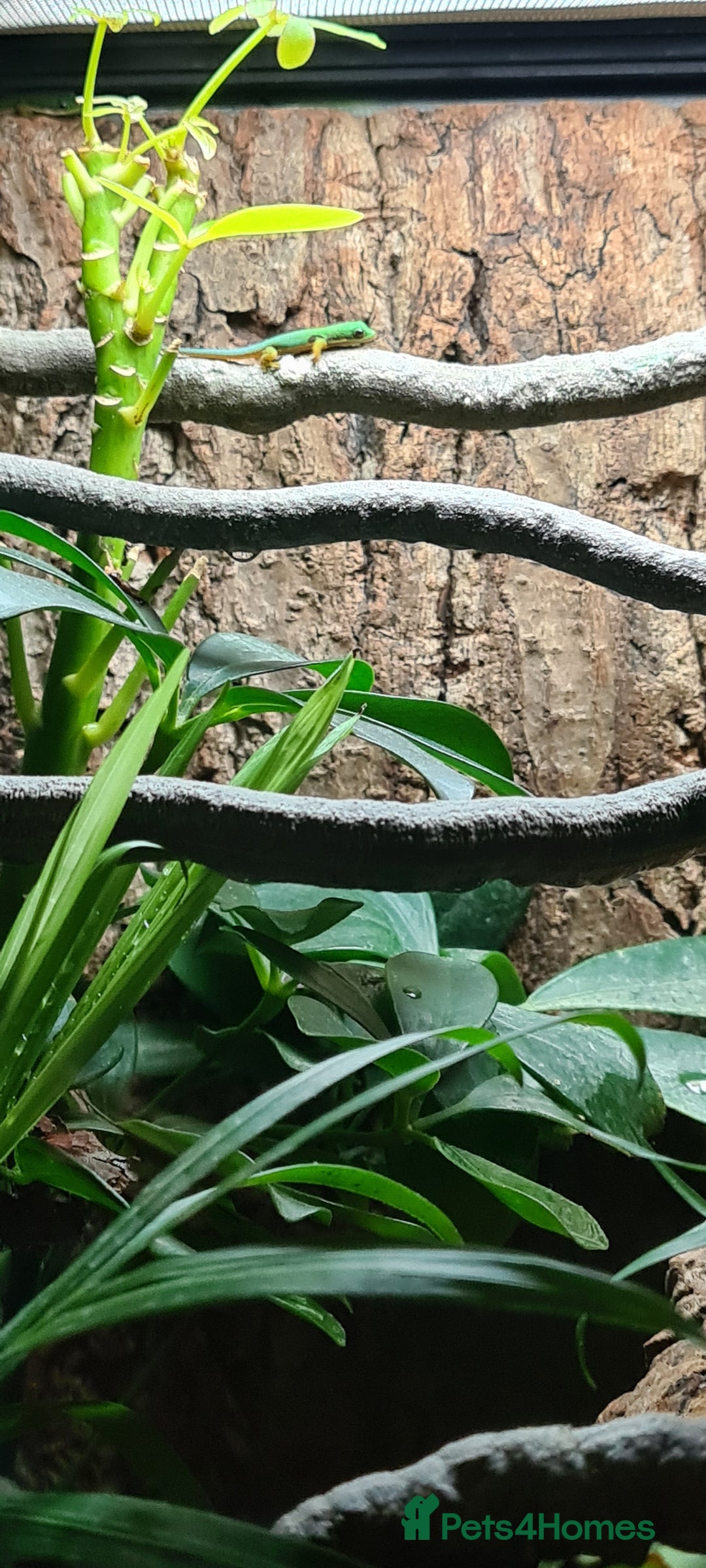 Gecko reptiles for sale: Peacock geckos in Harlow - Image 6