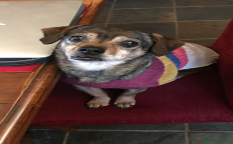 Mixed Breed dogs Quiet little lady - Advert 5