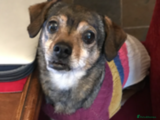 Mixed Breed dogs Quiet little lady - Advert 14