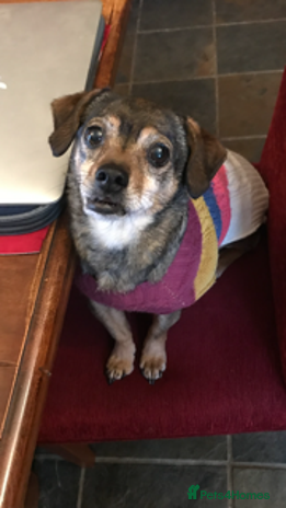 Mixed Breed dogs Quiet little lady - Advert 6