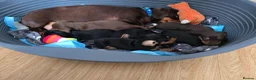 Dachshund dogs for sale: Beautiful short hair dachshund puppies in Bournemouth - Advert 36