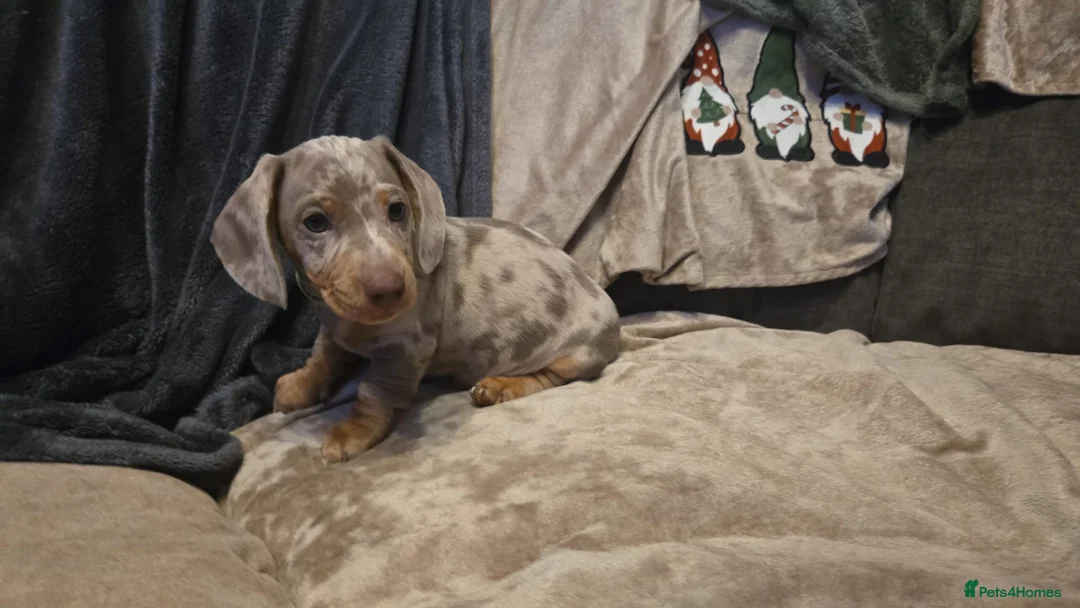 Miniature Dachshund dogs for sale: Stunning Miniature Dachshund Puppies in Glasgow - Advert 1