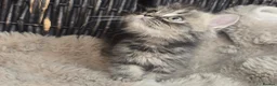 Persian cats for sale: Beautiful Persian babies available now  - Advert 23