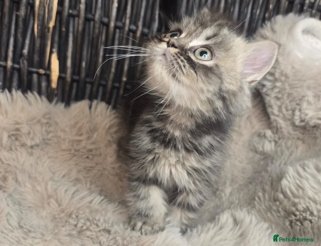 Persian cats for sale: Beautiful Persian babies available now  - Advert 23