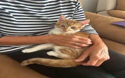 Domestic Shorthair cats for sale: Beautiful ginger and white Kitten  - Image 3