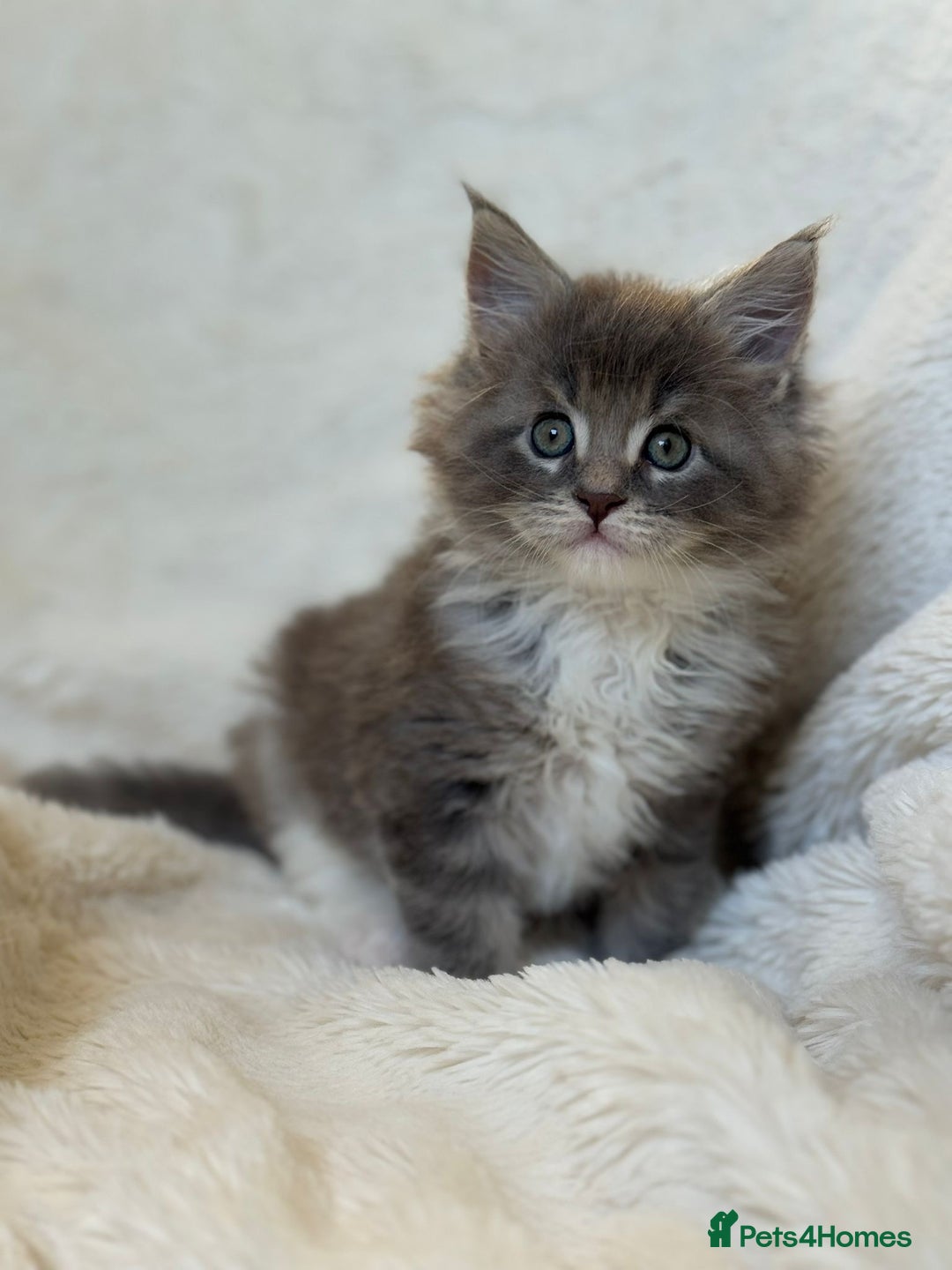 Maine Coon cats for stud: PROVEN/DNA CLEAR GCCF/TICA KING-SIZE STUD  in Dunfermline - Image 9