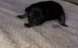 Mixed Breed dogs for sale: 7 Beautiful French Bulldog/cocker spaniel puppies. - Image 3