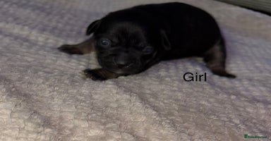 Mixed Breed dogs - Advert 5