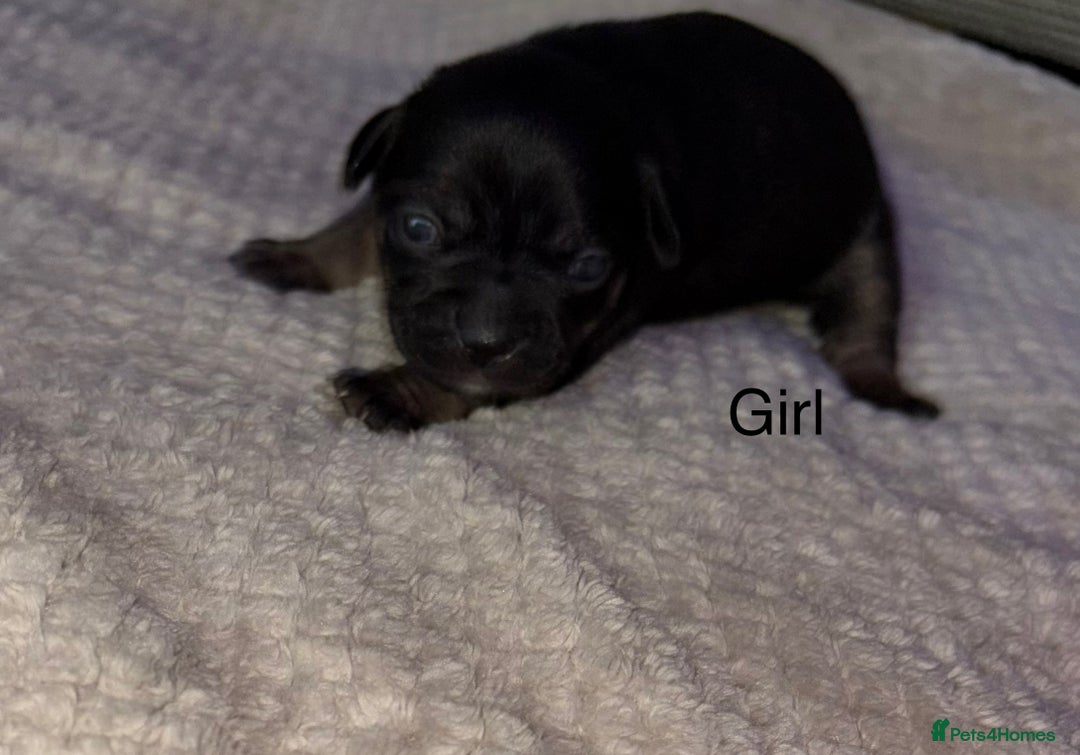 Mixed Breed dogs for sale: 7 Beautiful French Bulldog/cocker spaniel puppies. - Image 3