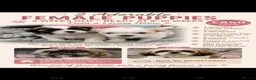 Shih Tzu dogs for sale: Beautiful chunky shih Tzu girls - Advert 1