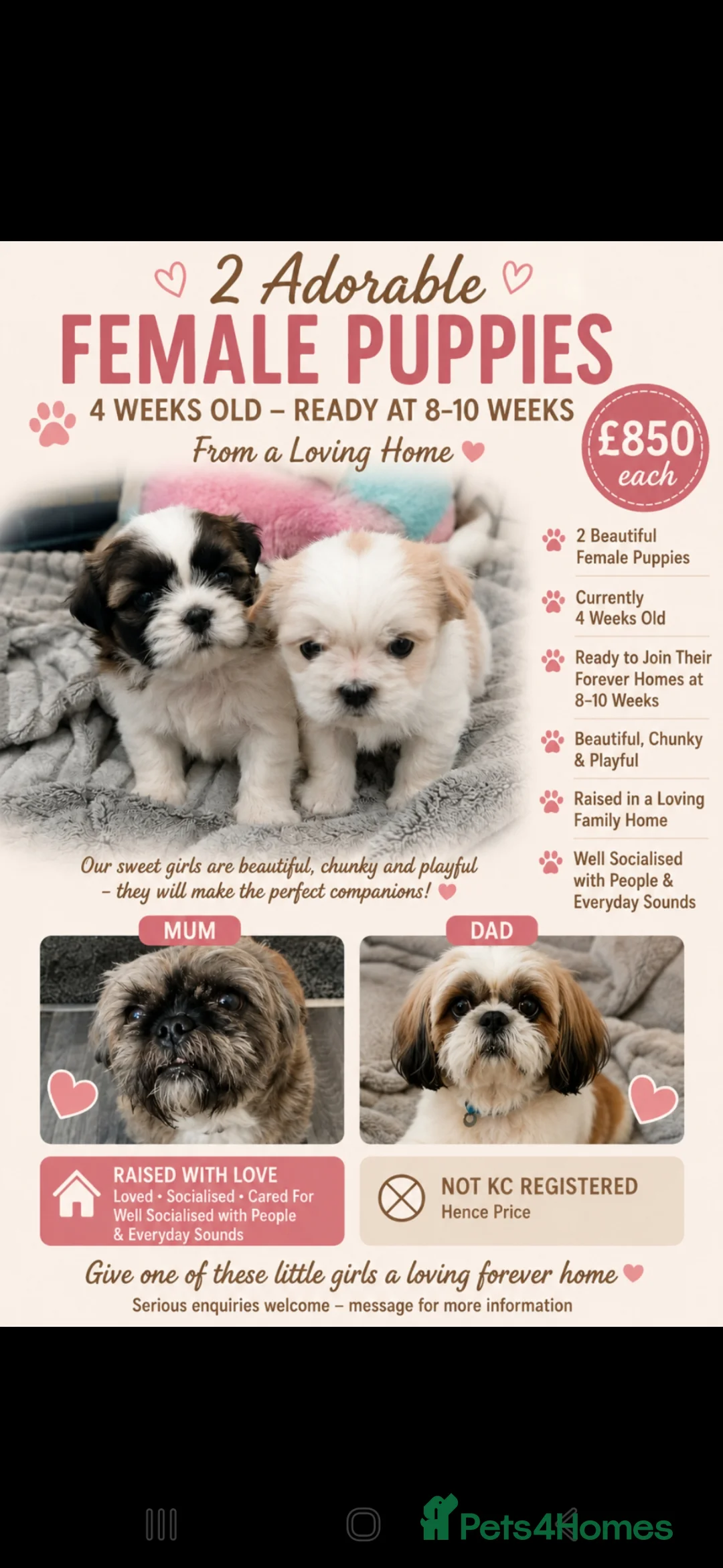 Shih Tzu dogs for sale: Beautiful chunky shih Tzu girls - Advert 1