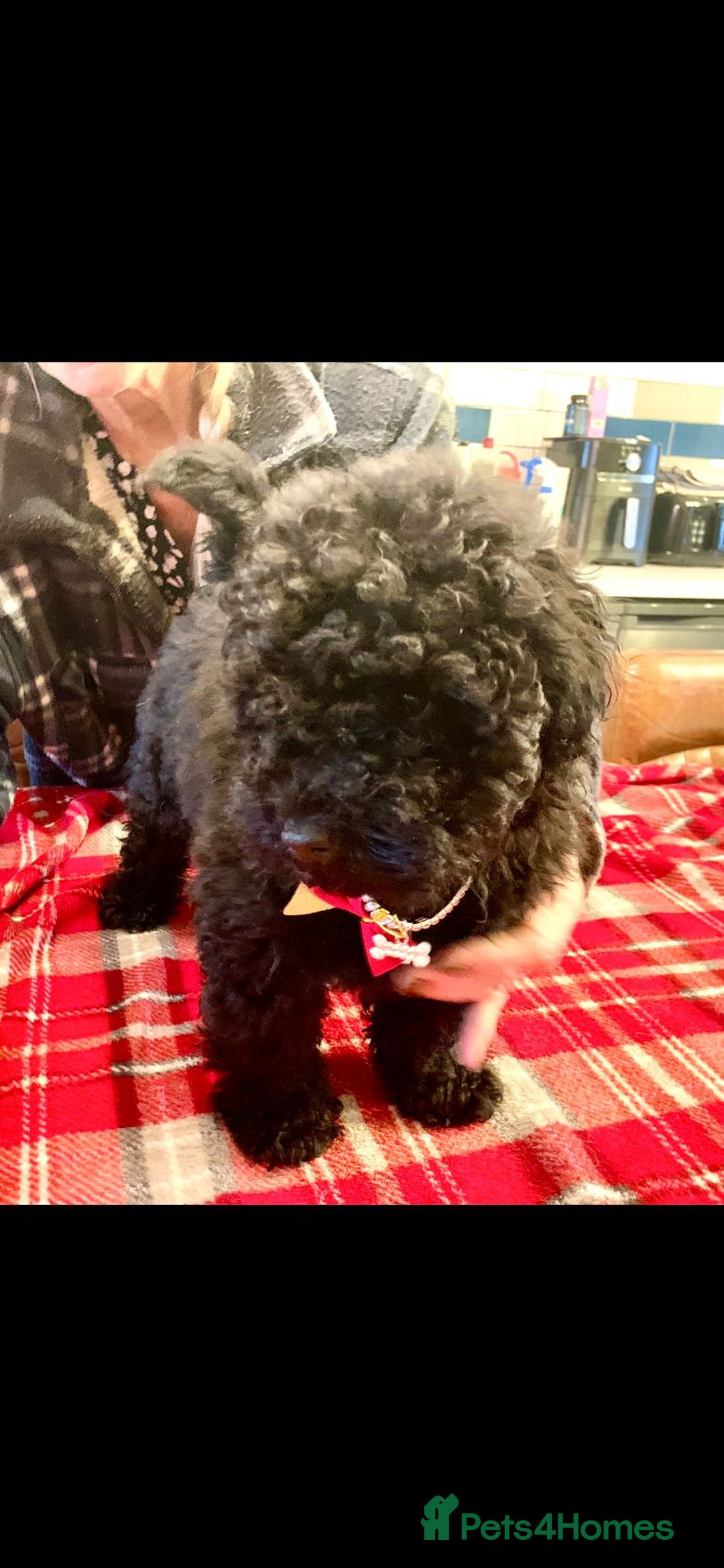 Toy Poodle dogs for sale: Quality pups from health tested parent's  - Advert 3
