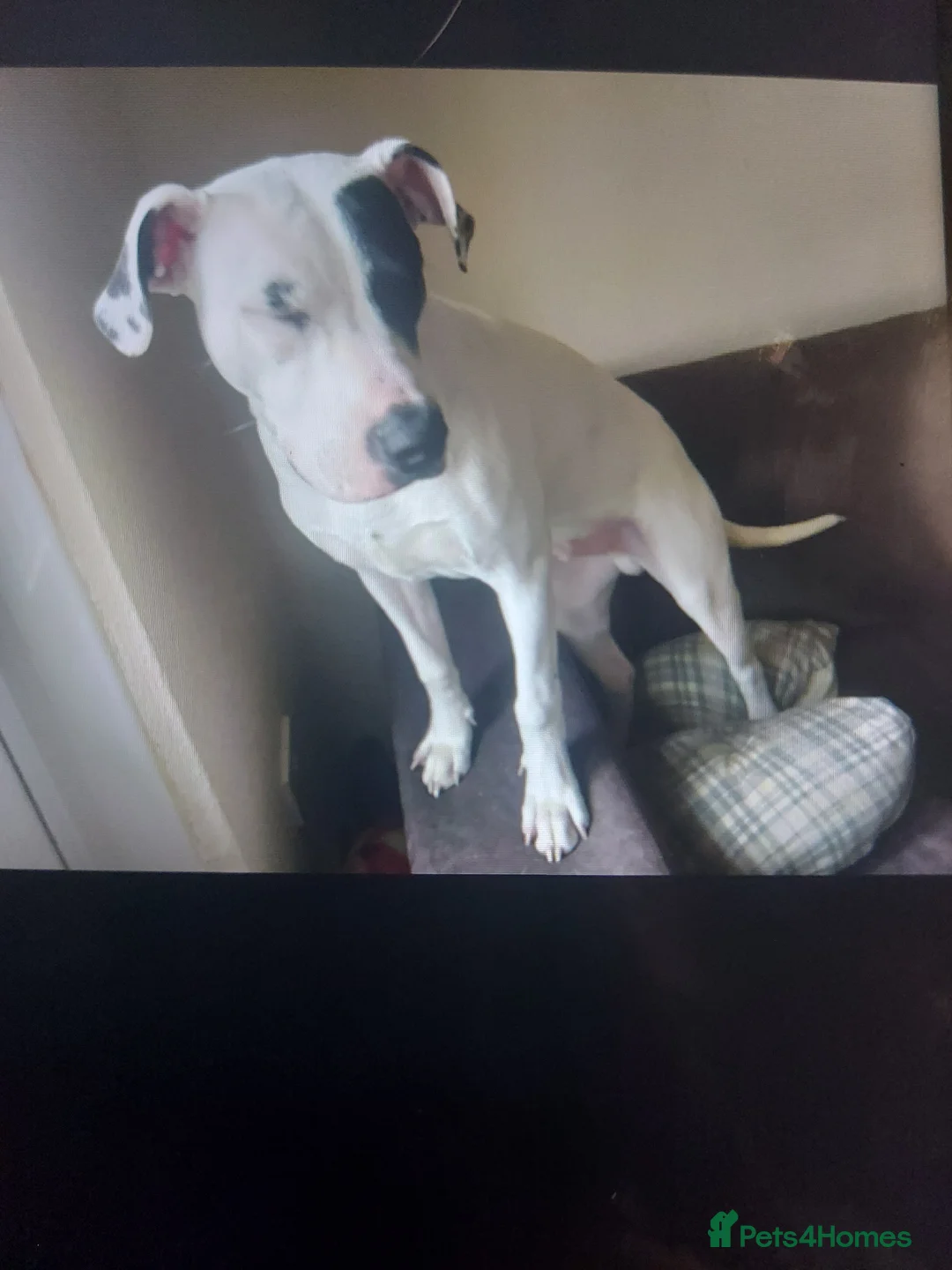 Mixed Breed dogs for sale: 1 year old male dog for sale  - Advert 2