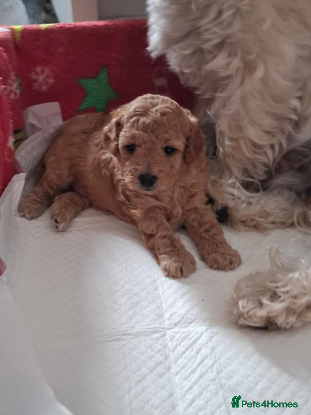 Westiepoo dogs for sale: Beautiful apricot westiepoo girl pup for sale - Advert 1
