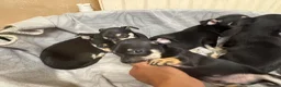 Mixed Breed dogs for sale: 🐶Chihuahua × Miniature Pinscher Puppies  - Advert 8