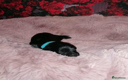 Cavapoo dogs for sale: Exceptional Cavapoo babies  - Image 17