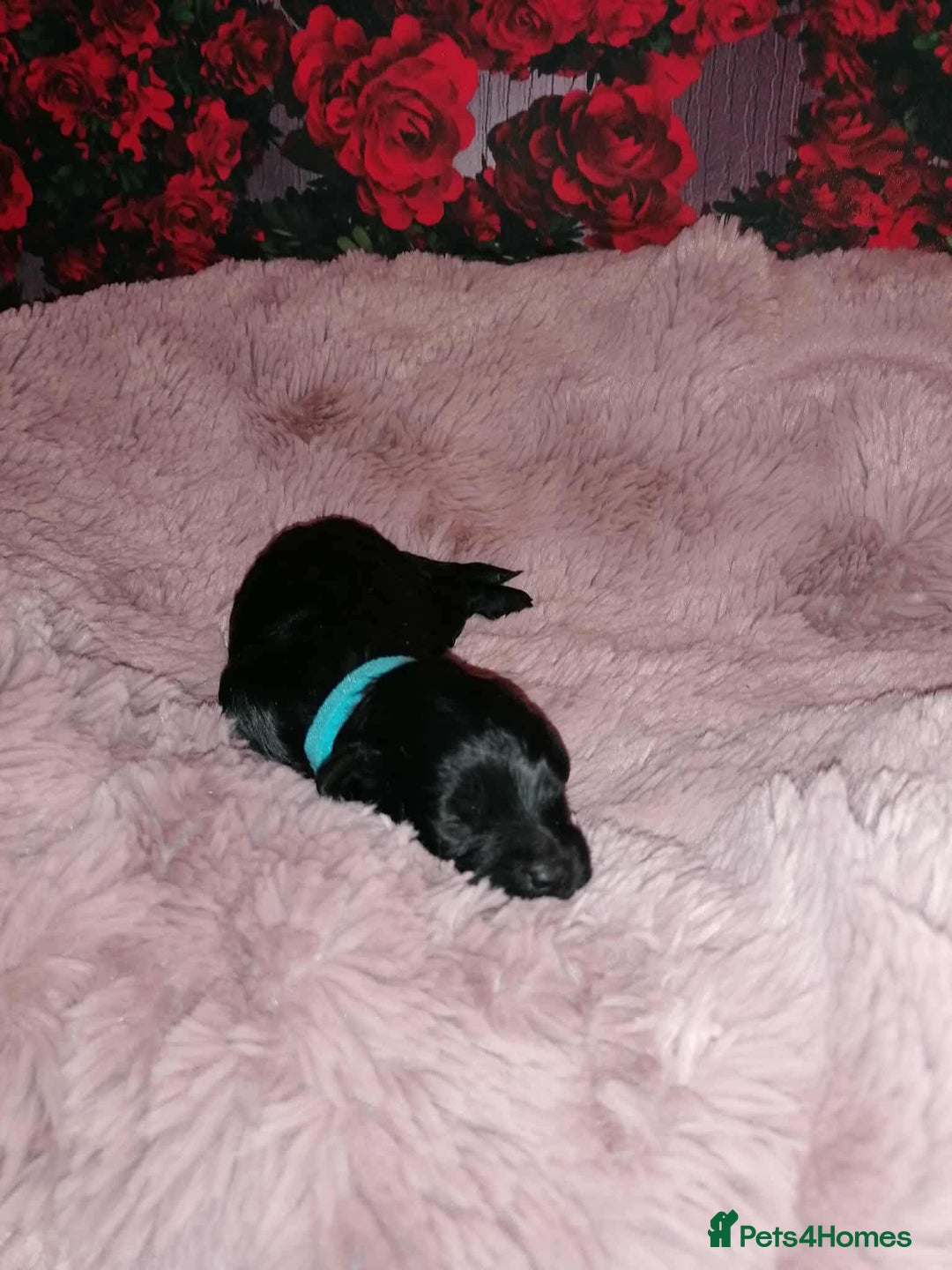 Cavapoo dogs for sale: Exceptional Cavapoo babies  - Image 17