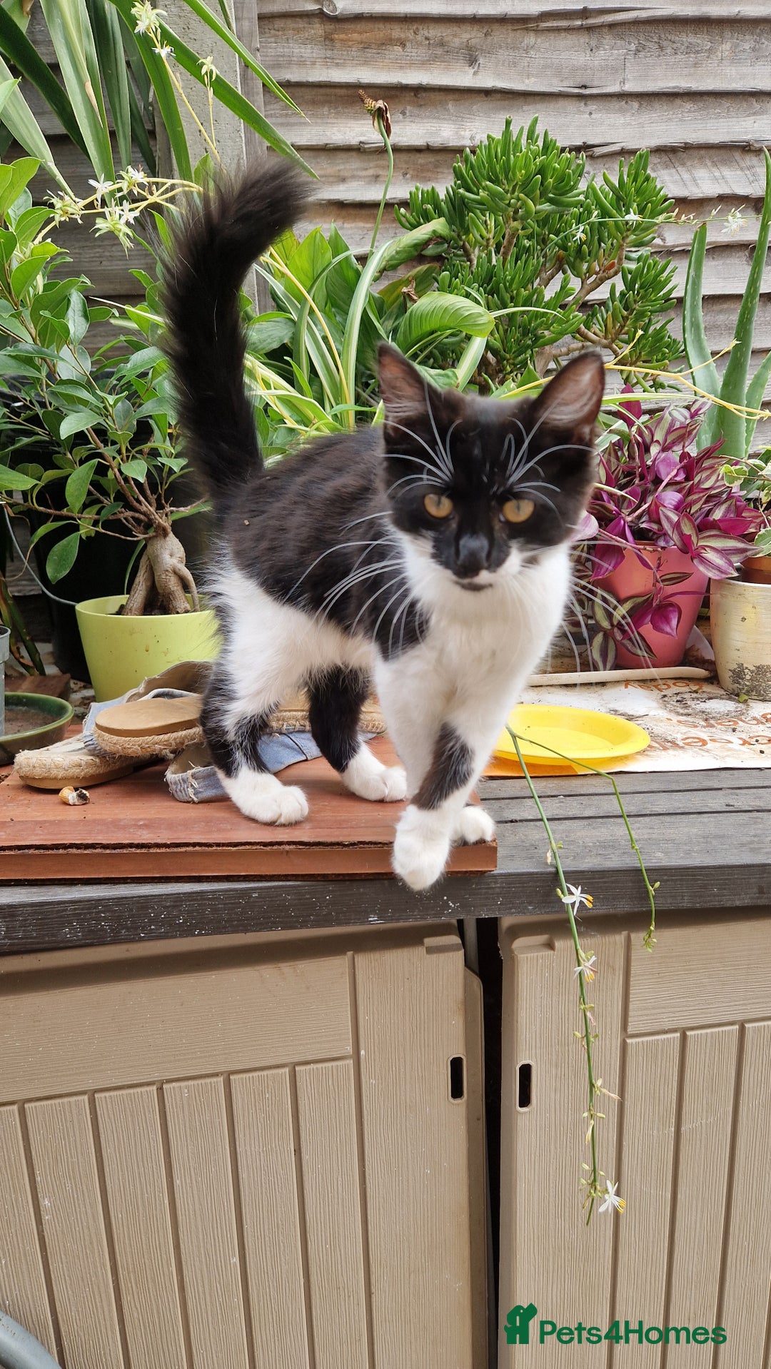 Mixed Breed cats for sale: 2 Beautiful female Kittens for sale. - Image 10