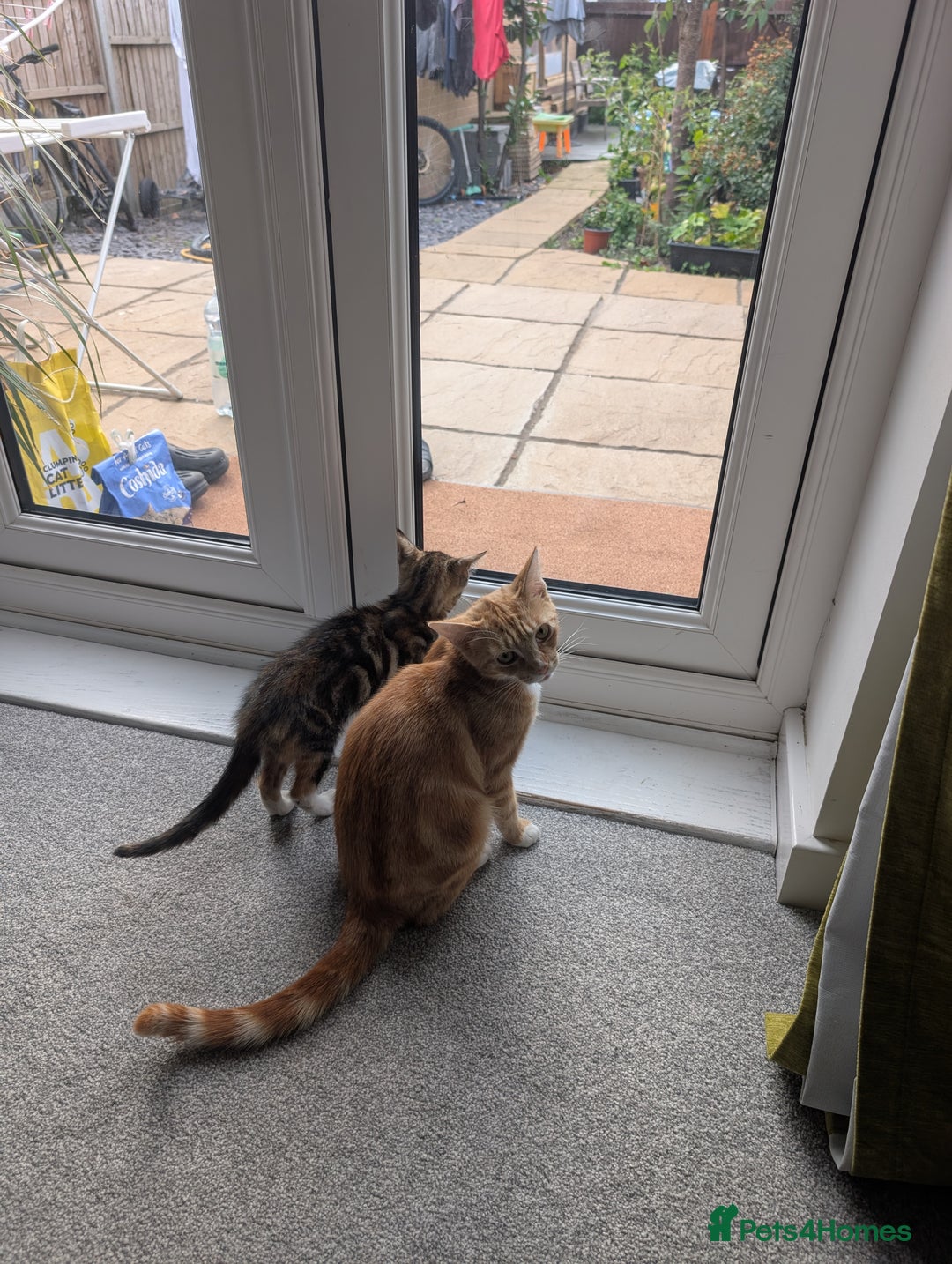 Mixed Breed cats for sale: Girl, 12 weeks - Image 2