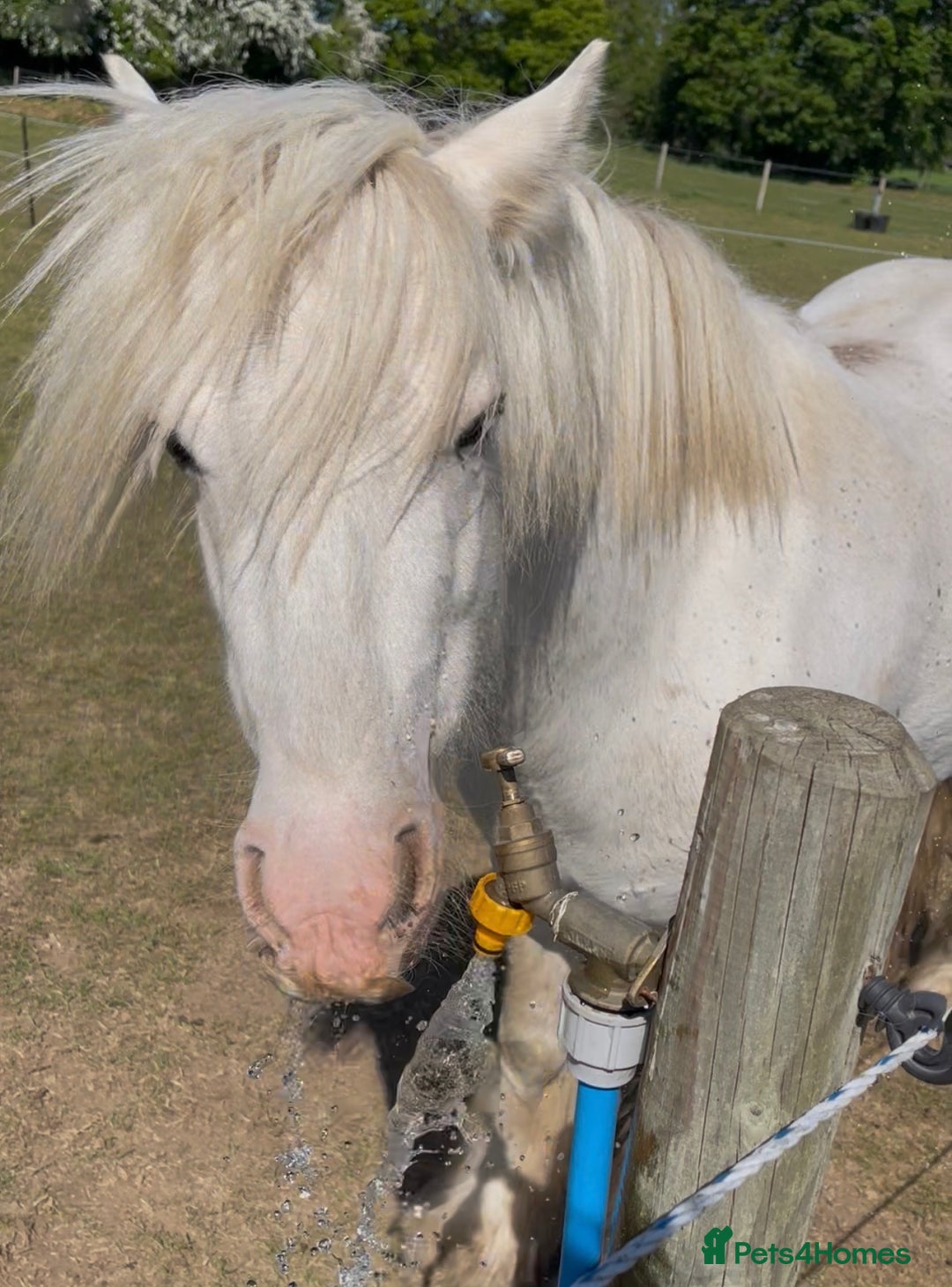 Other Breed horses for sale: 4 year old mini cob gelding  - Image 2