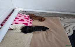 Cockapoo dogs for sale: 1 Beautiful Fox Red Boy Cockapoo Left  - Advert 5