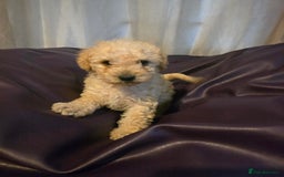Mixed Breed dogs for sale: Poodles cross patterdale boy pupies - Advert 12