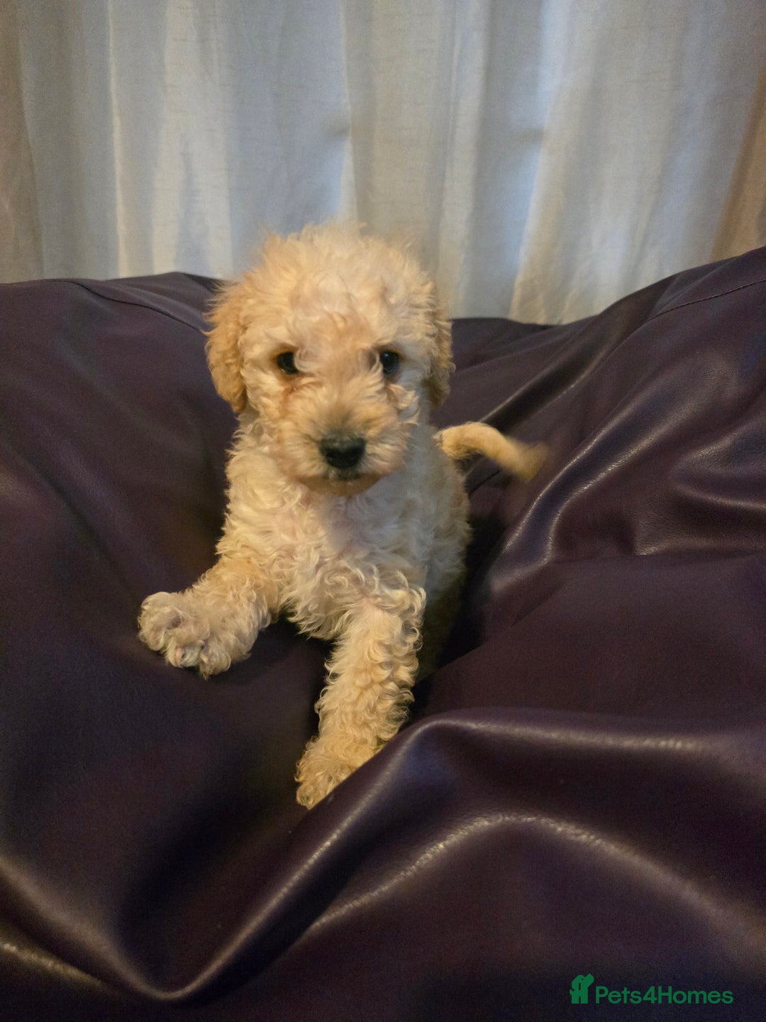 Mixed Breed dogs for sale: Poodles cross patterdale boy pupies - Advert 12