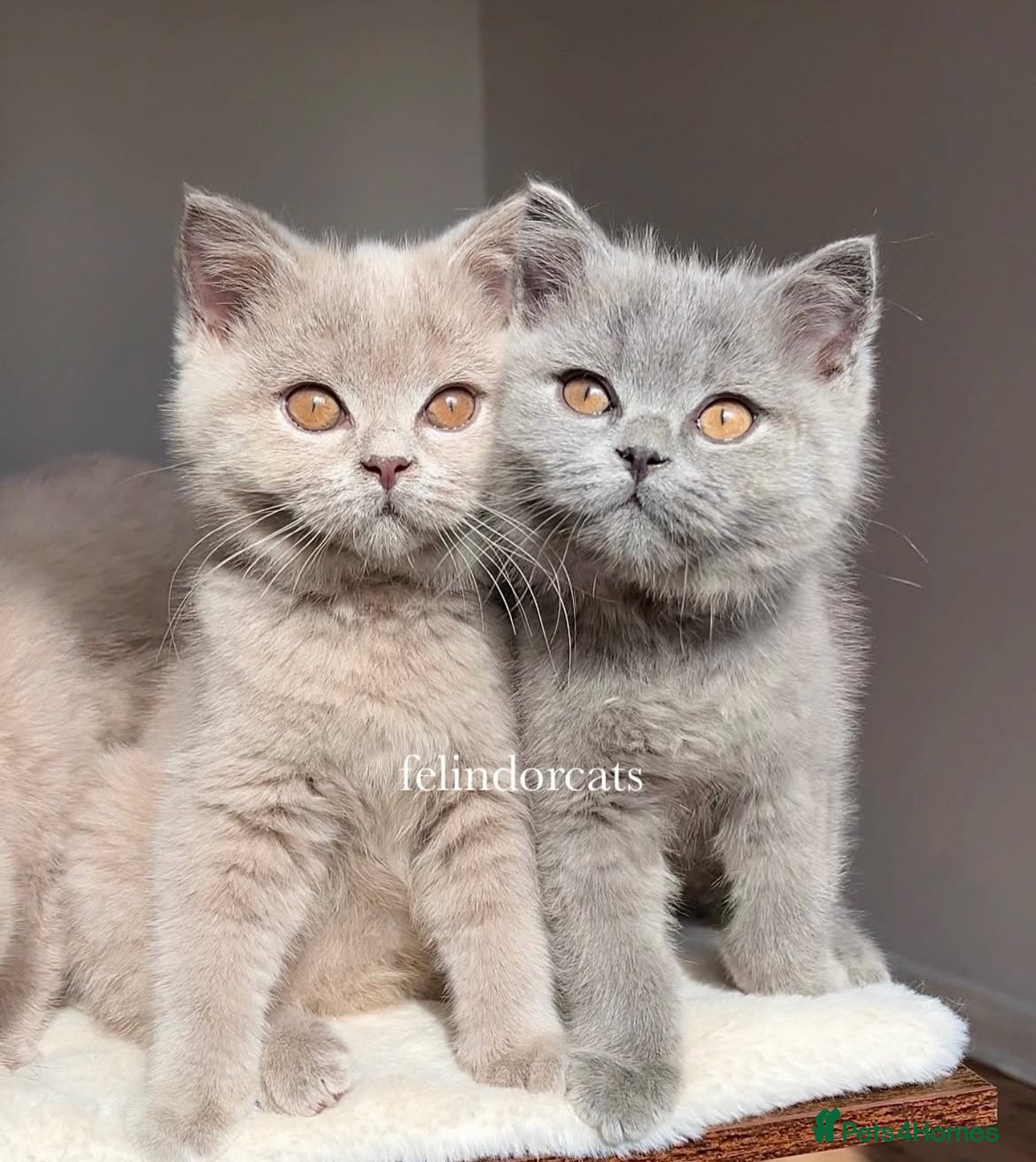 British Shorthair cats ✨ Top quality British shorthair ✨ - Advert 1