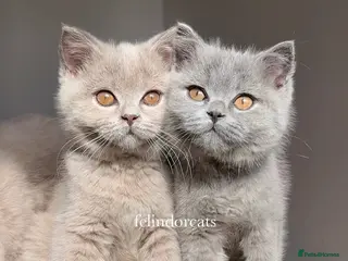 British Shorthair cats ✨ Top quality British shorthair ✨ - Advert 3