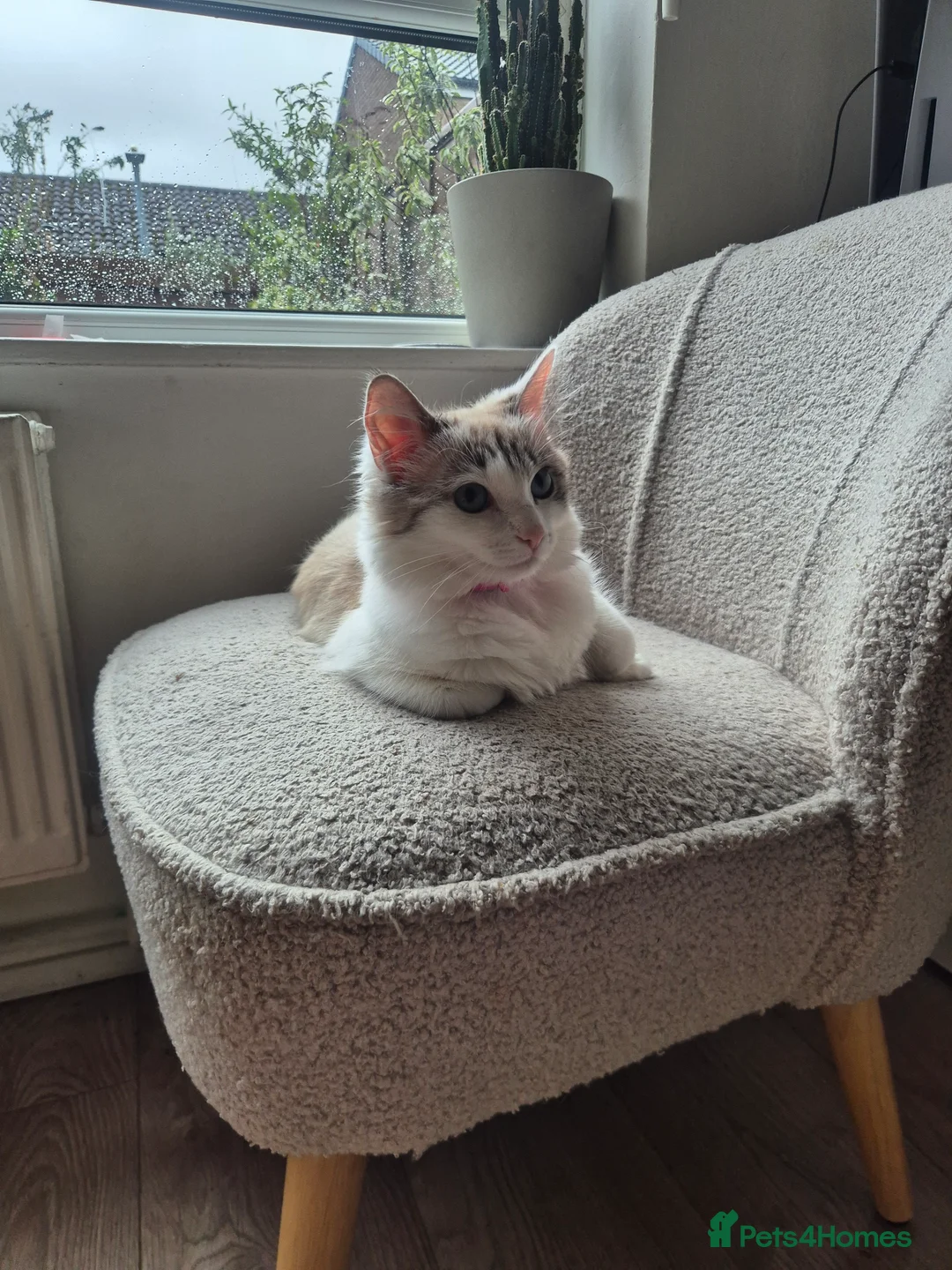 Ragdoll cats for sale: Beautiful female Ragdoll for sale  - Advert 7