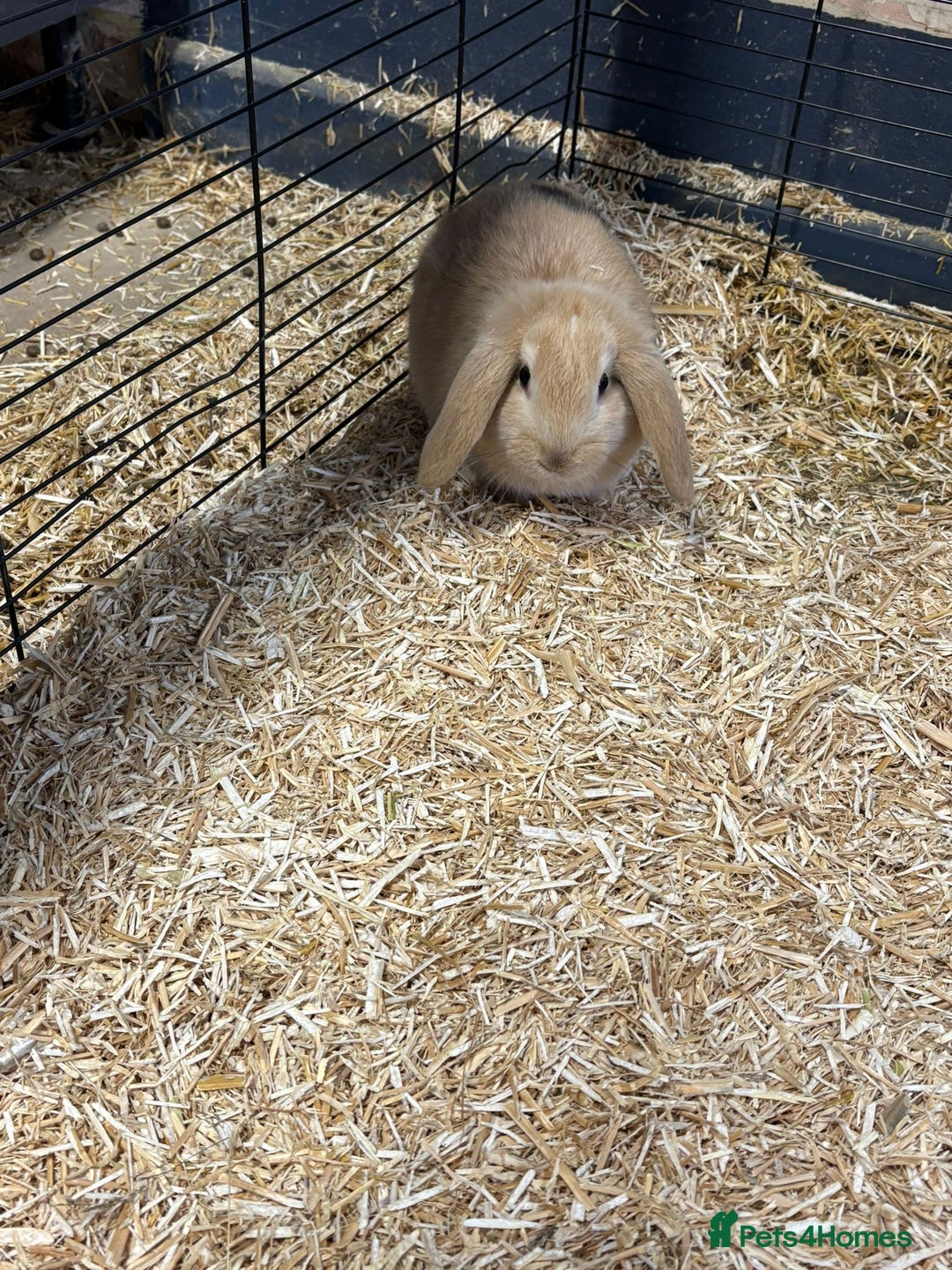 Mini Lop rabbits for sale: 🐰 Beautiful Mini Lop Ear Rabbits Available🐰 - Advert 5