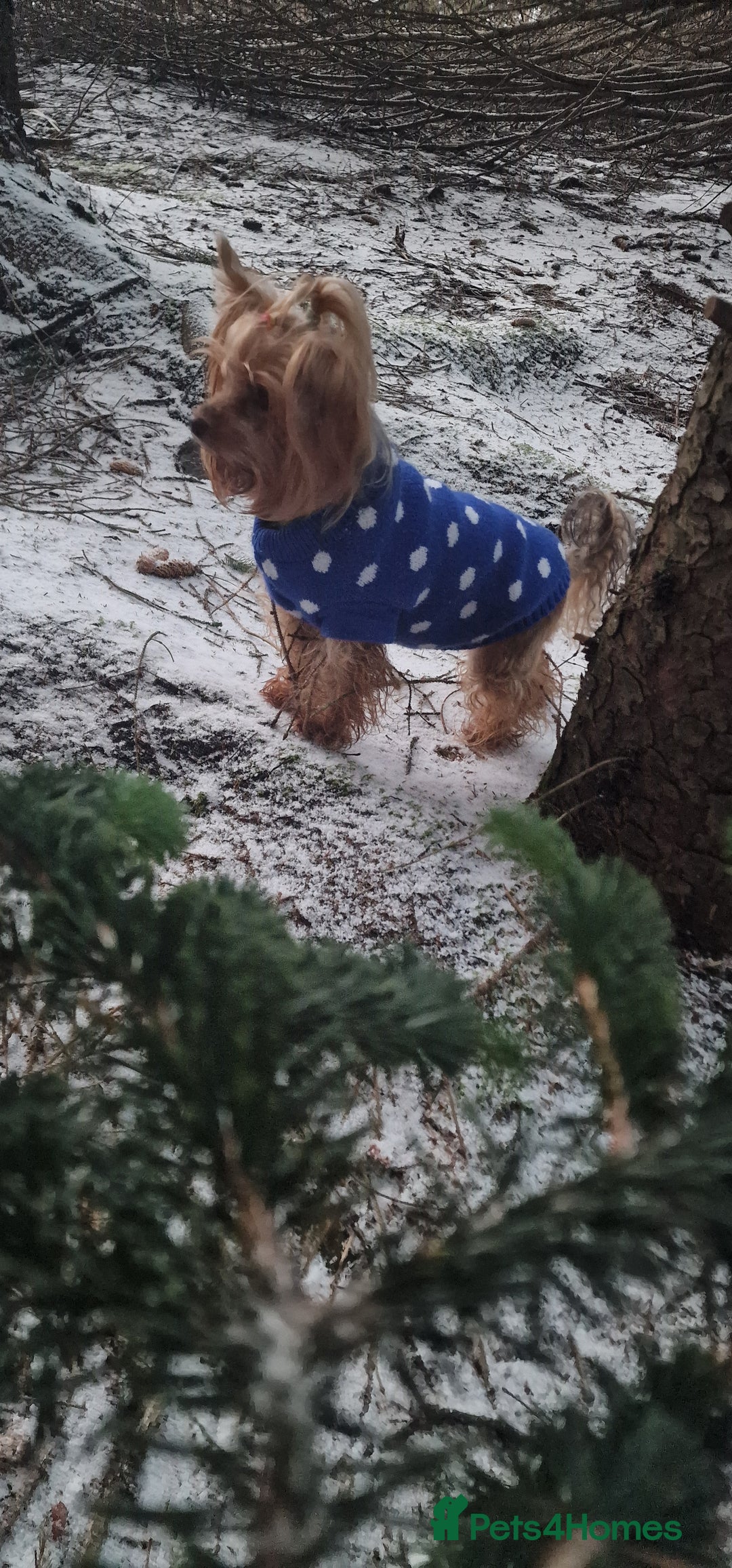 Yorkshire Terrier dogs for sale: Adult York Terrier for sale  - Image 13